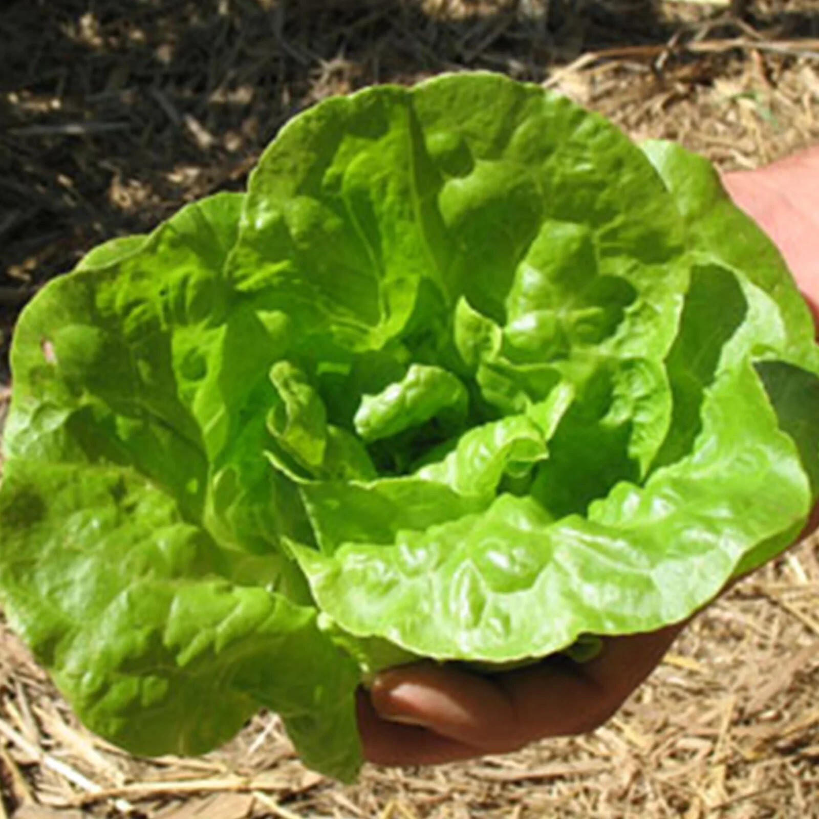 400+TOM THUMB Seeds Romain Leaf Lettuce Organic Spring Fall Garden Container #78