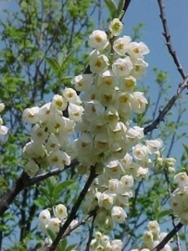 Halesia carolina Carolina Silverbell 10 seeds