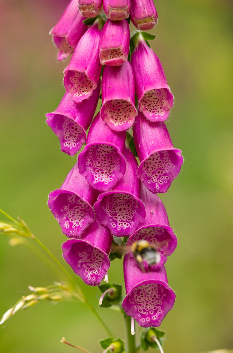 1000 Organic Purple Foxglove Seeds (Digitalis purpurea)