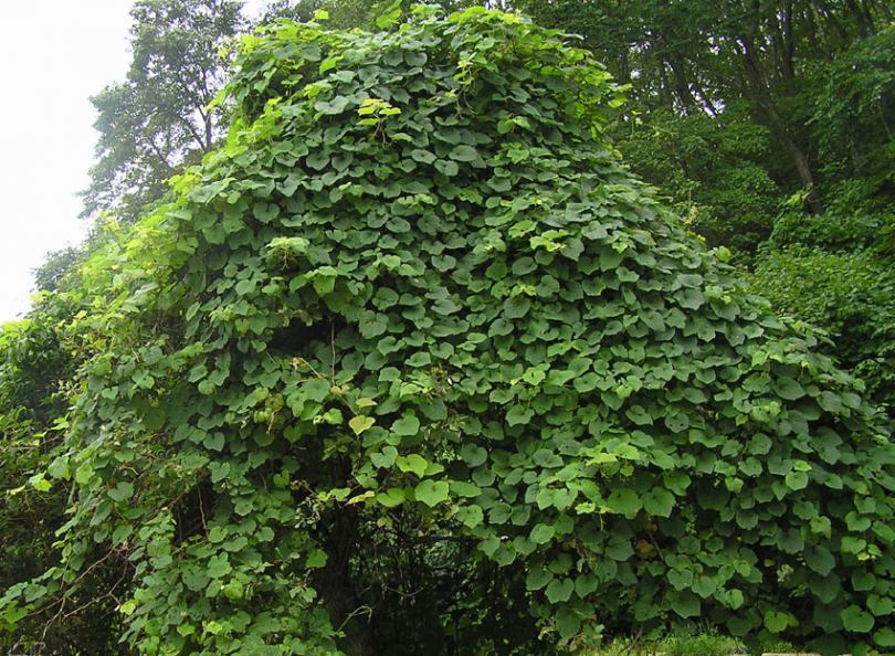Amur Grape, Vitis amurensis, Vine Seeds
