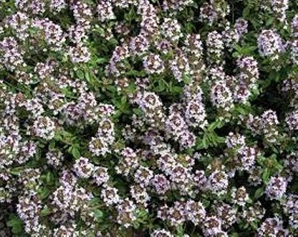 Thyme – Orange Scented – 25 SEEDS – Herb – Extremely Fragrant!! – Xeriscaping.