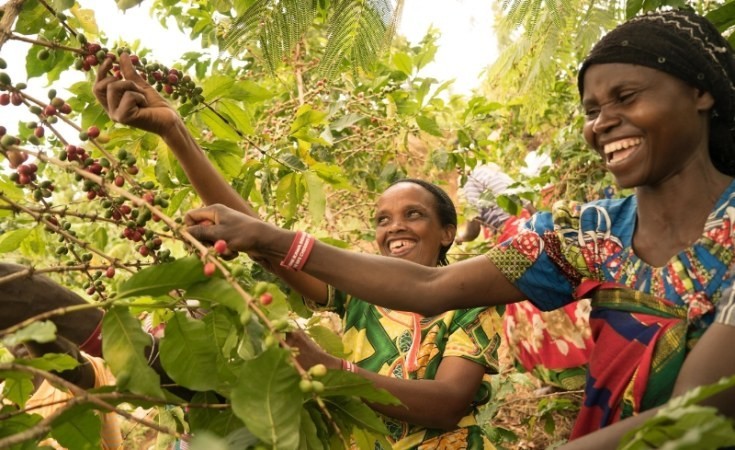 Rwandan Coffee Bean Tree Seeds (25) / Dukunde Kawa Ruli / Extremely RARE