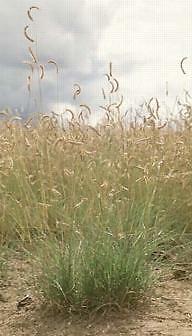 Bouteloua gracilis 5,000 seeds