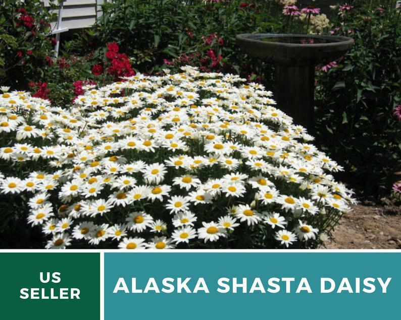 Daisy, Alaska Shasta – 100 Seeds – Easy to Grow Perennial – GMO Free