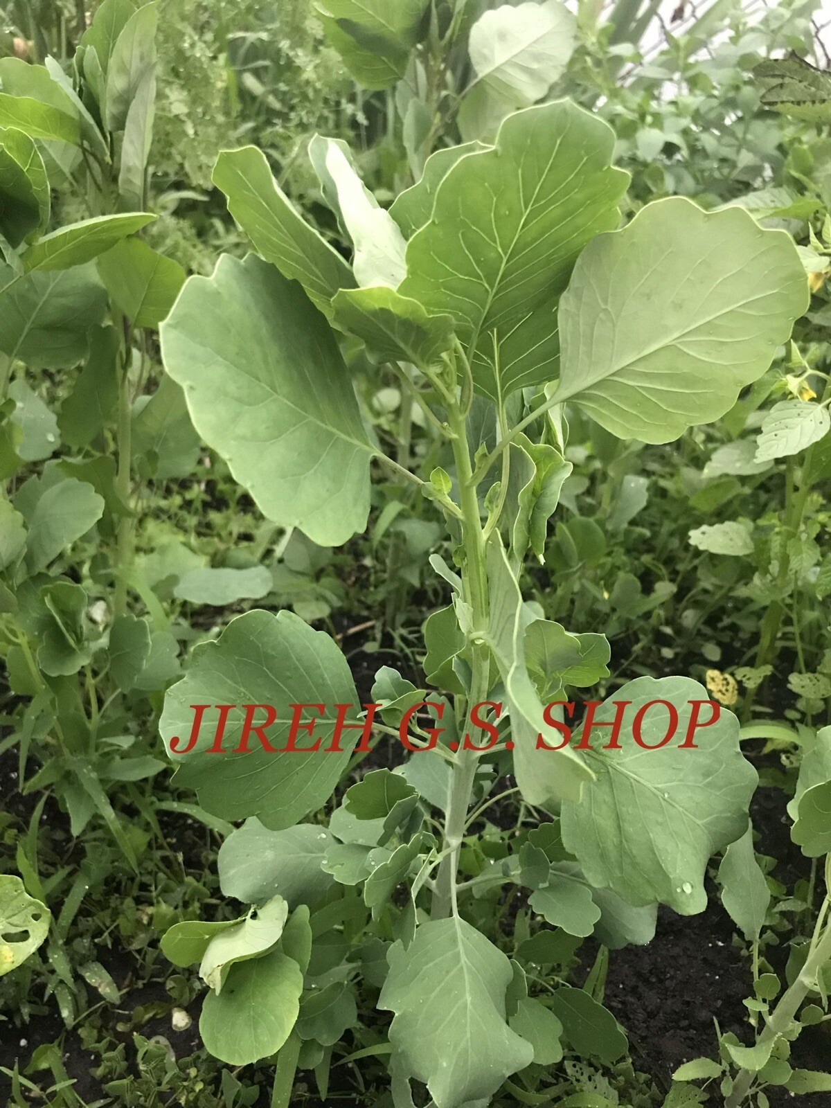Papalo herb seeds 500. free shipping.