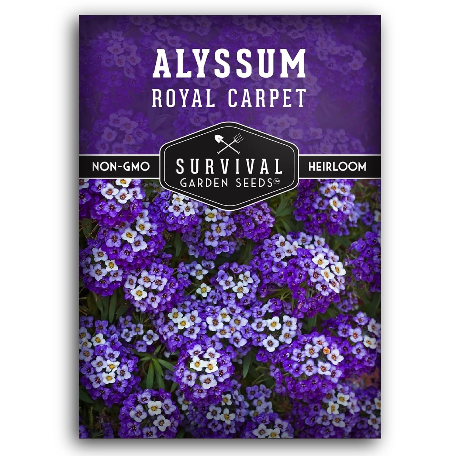 Purple Fragrant Alyssum Seeds Perennial Groundcover for Sale Sweet Royal