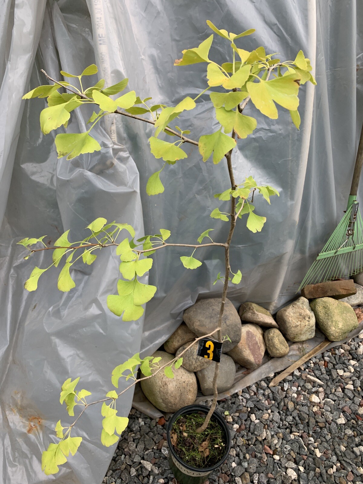 Ginkgo biloba, exact plant #3, 4 years old. Shipped with roots wrapped. No soil.