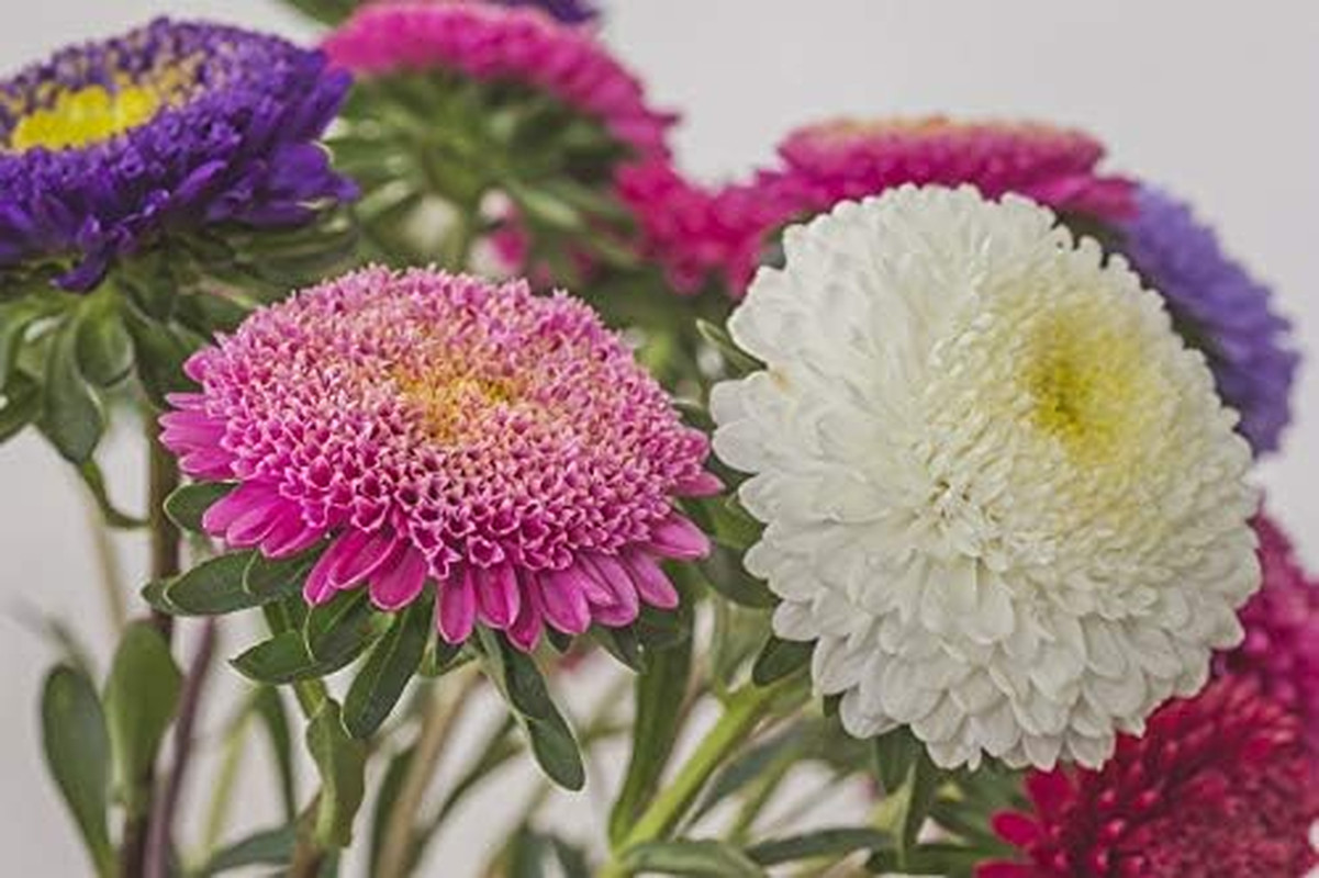 Seeds Aster Pompon Mix Giant Flower Annual Outdoor Garden Cut for Planting Non G