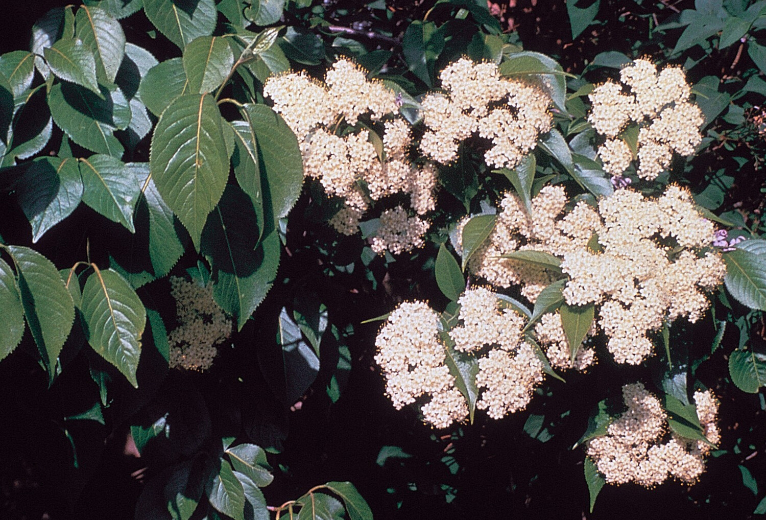 Nannyberry, Viburnum lentago, Seeds