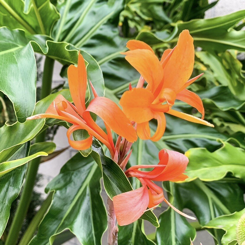 5 Variegated Orange Canna Lily Bulbs Rhizomes Live Plant Purple And Green Leaves