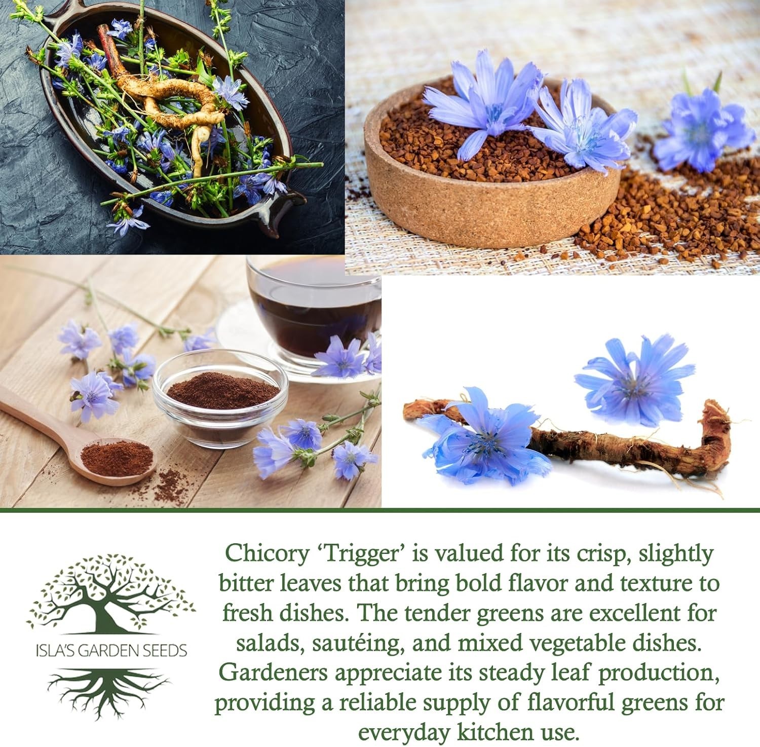 Trigger Chicory Flower Seeds Cichorium intybus – 1500+ Heirloom Non-GMO Seeds…