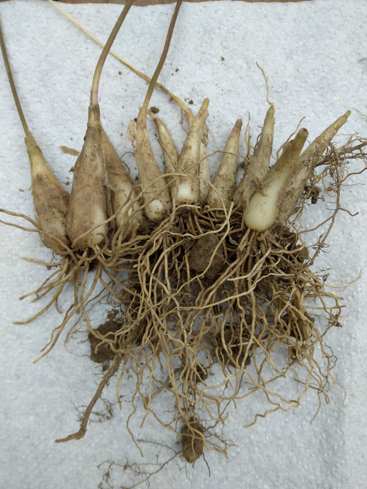 10 Bare root wild leek bulbs (ramps) for planting