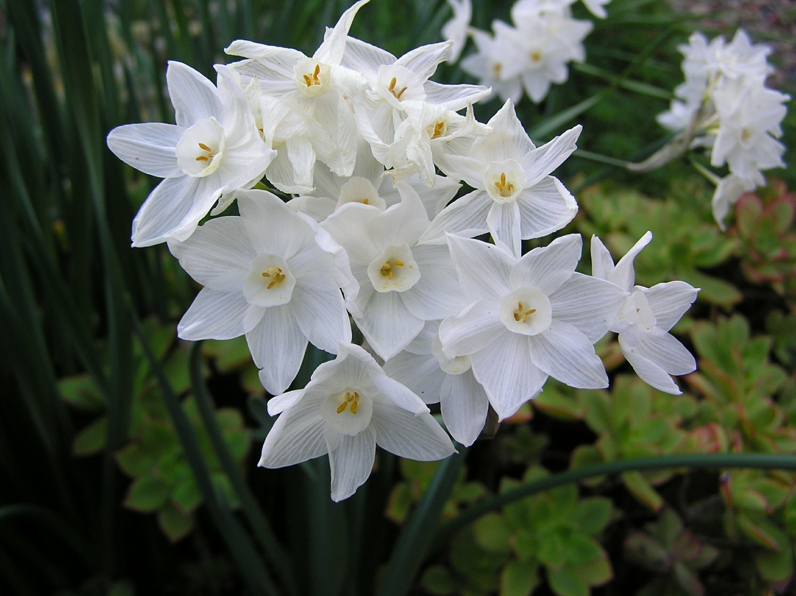 30 Paperwhite Narcissus Flower Bulbs BULK RATE