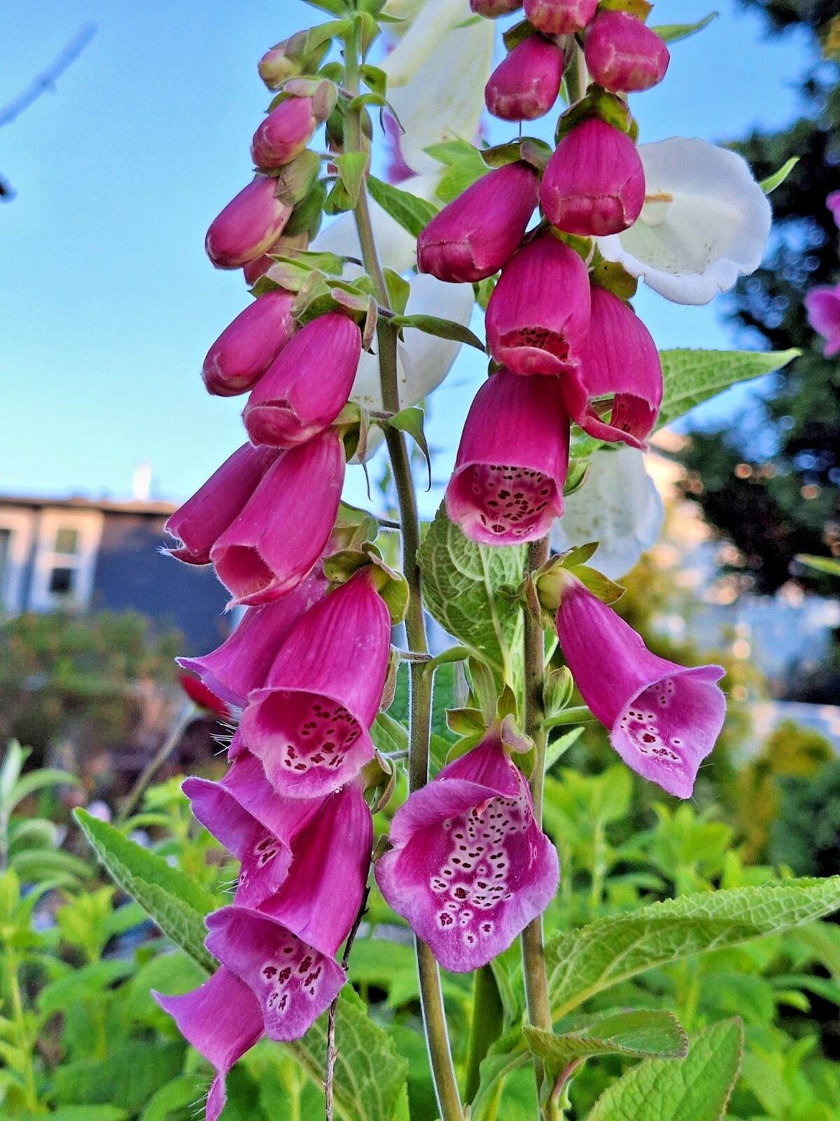 BULK, FOXGLOVE 10,000 SEEDS DIGITALUS PURPUREA, SPOTTED PURPLE OR WHITE FLOWERS