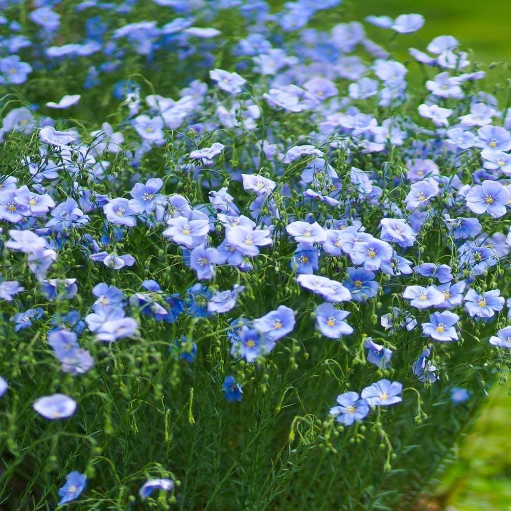 Blue Flax Seeds – 5000 Pcs Perennial Flower Seeds for Planting, Self-Seeding,…