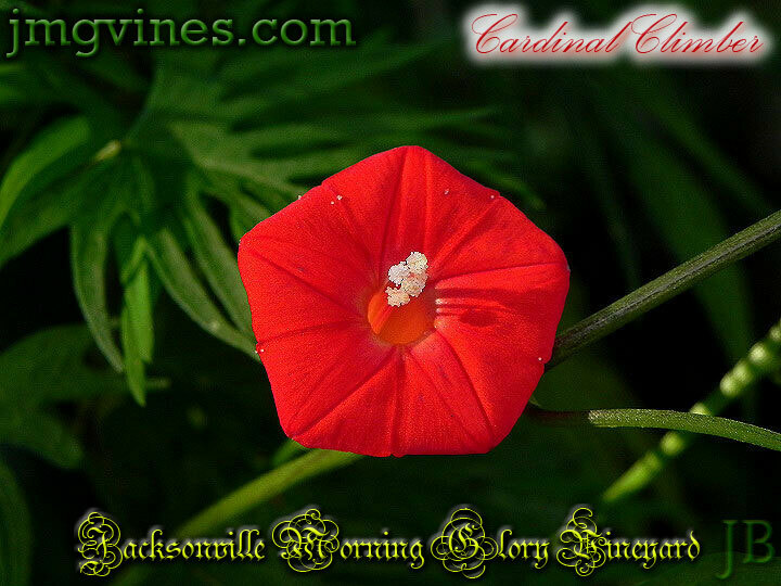 Cardinal Climber Ipomoea Sloteri Morning Glory 8 Seeds