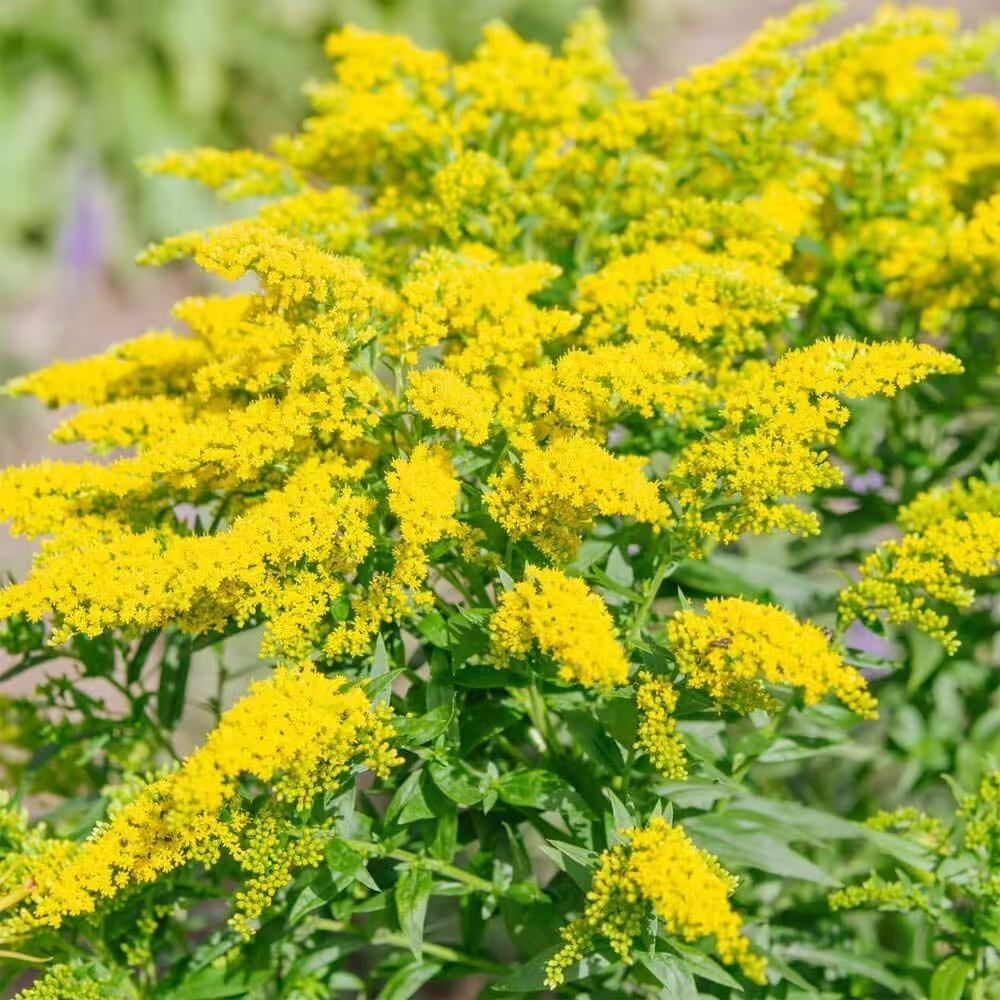 10000+ Showy Goldenrod Seeds for Planting – Solidago Speciosa Yellow Perennial W