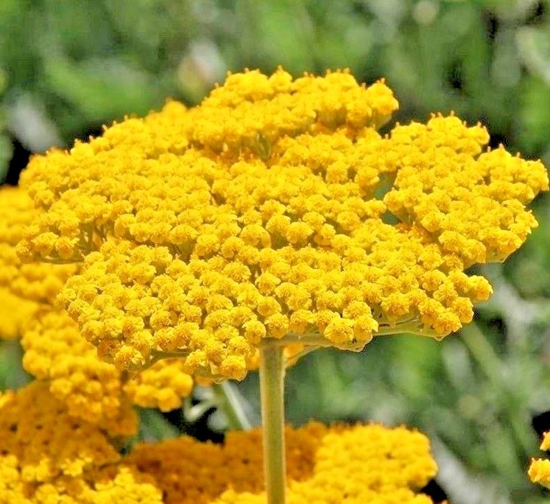 501+GOLD YELLOW YARROW Seeds Milfoil Wildflower Medicinal Herb Perennial Easy