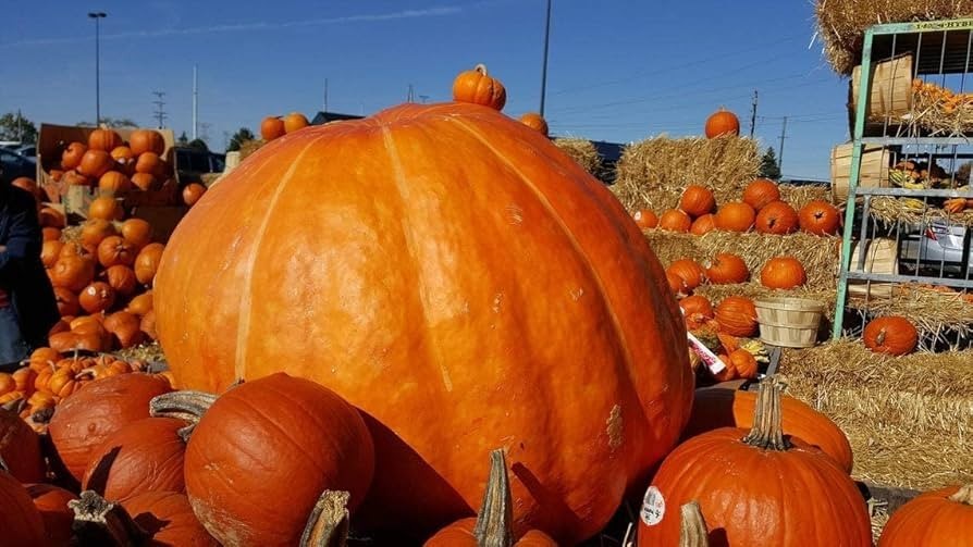 100+ Big Max Pumpkin Seeds Giant Heirloom Variety Huge Fruit FREE Shipping