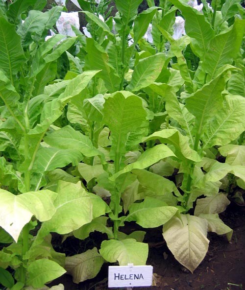 1000 Helena Tobacco Seeds ~ Smooth Mild Nicotiana Tabacum ~ Good Yields! ~ Early