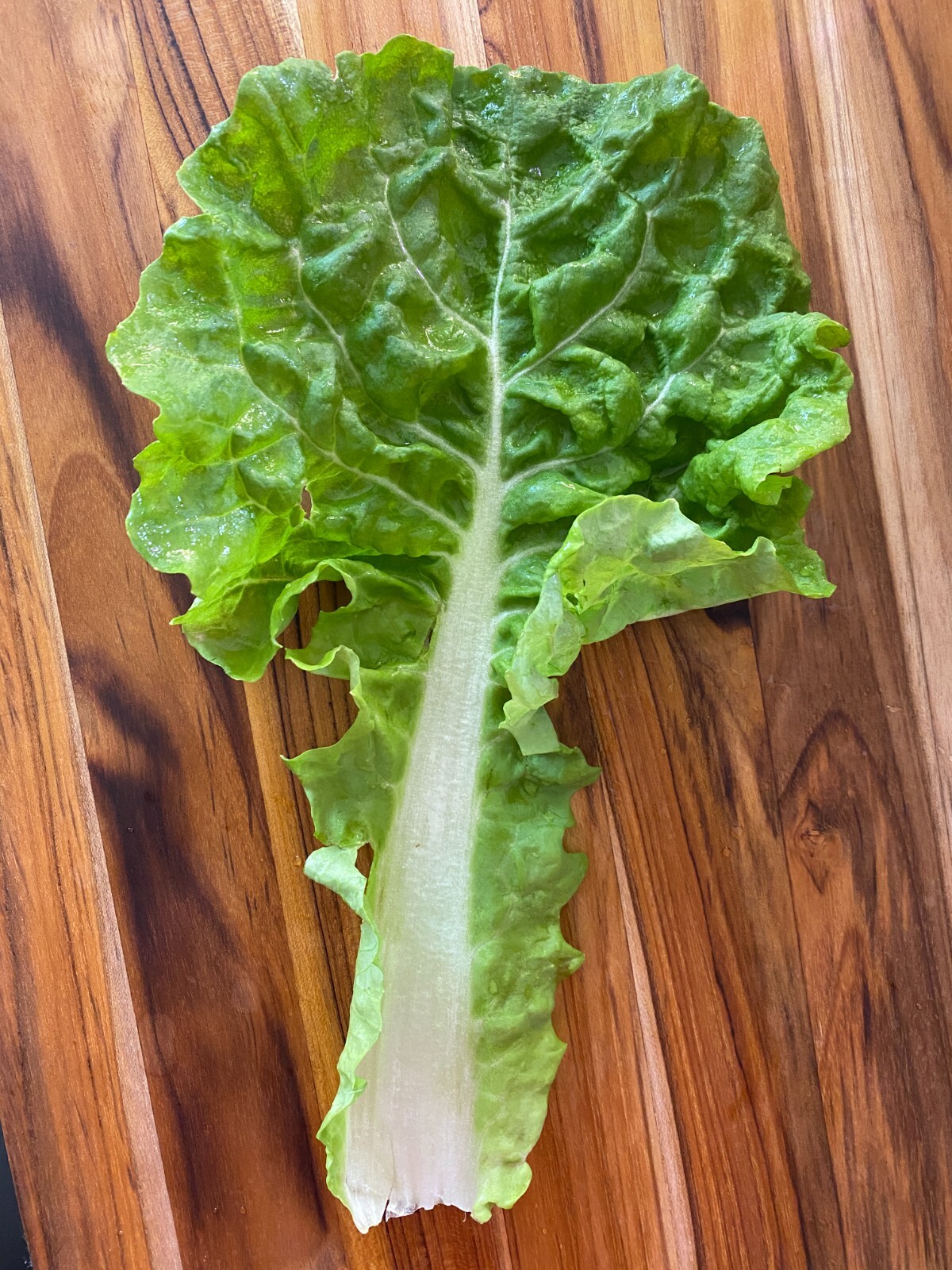 🌱Heirloom Wrinkle Leaf Pak Choy/Choi Chinese Cabbage 50+ Seeds