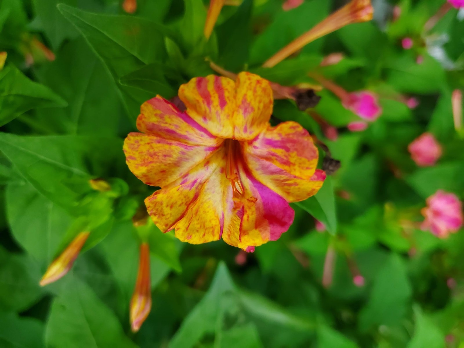 4 O’clock , Marvel Of Peru Seeds
