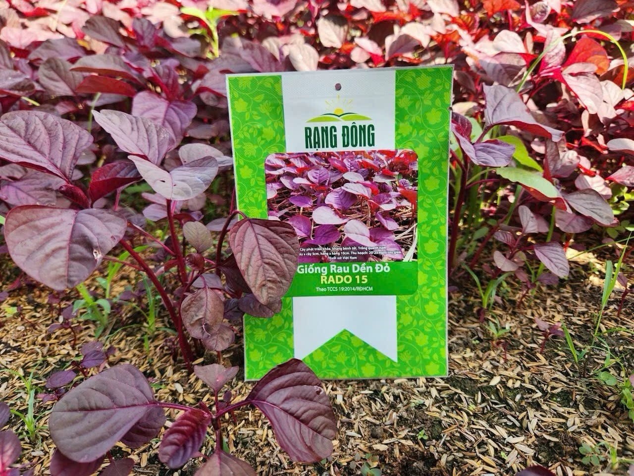Hat Giong Den Do – Red Amaranth Seeds – RADO 15 – US Seller – Easy to Grow