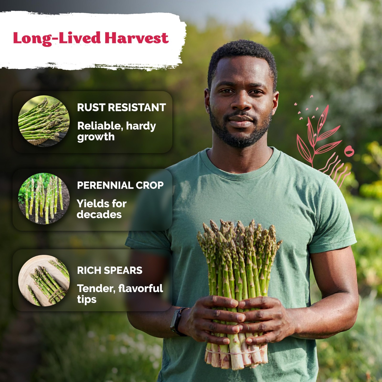 KVITER 100 Mary Washington Asparagus Seeds (Asparagus officinalis)