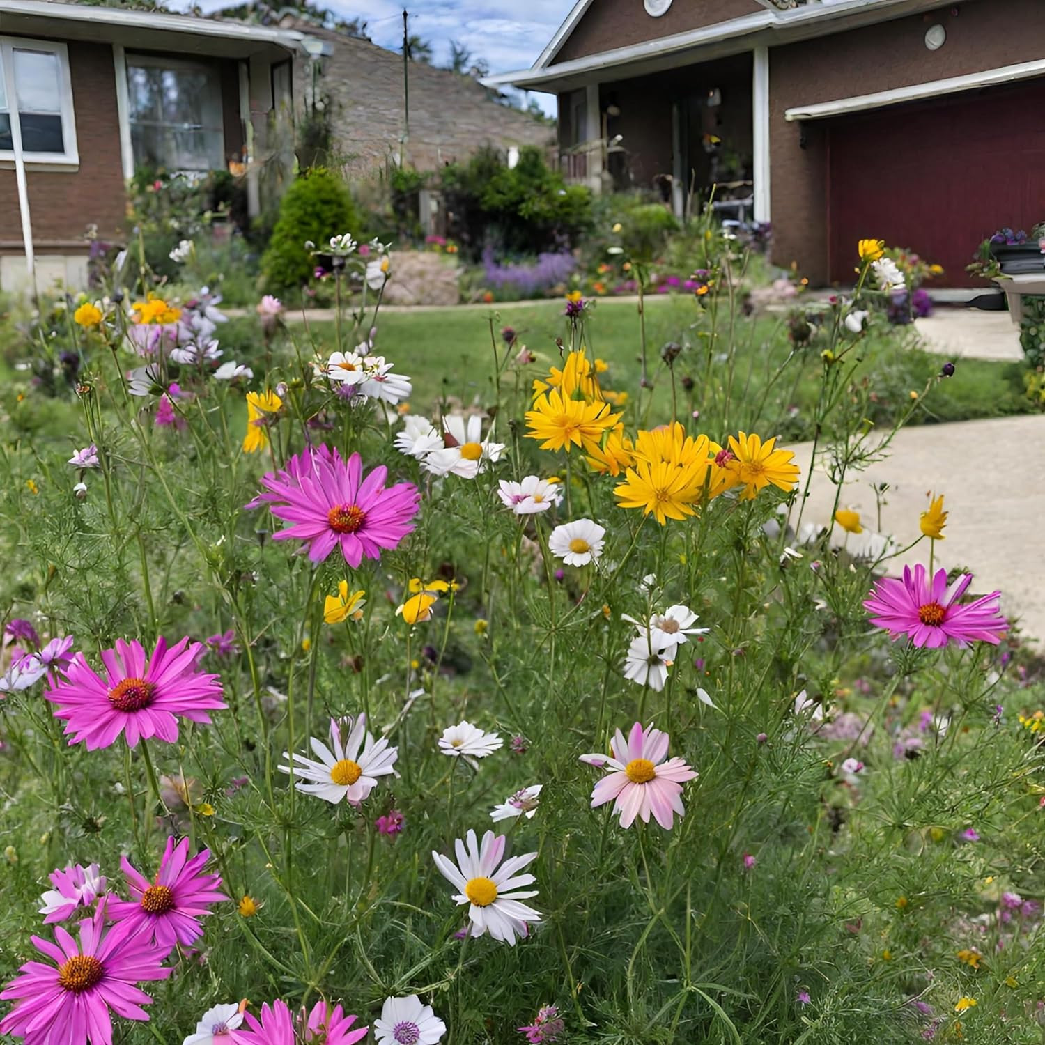 Created by Nature Iowa Wildflower Seed Mix, 16 Flower Varieties, 40,000 Seeds