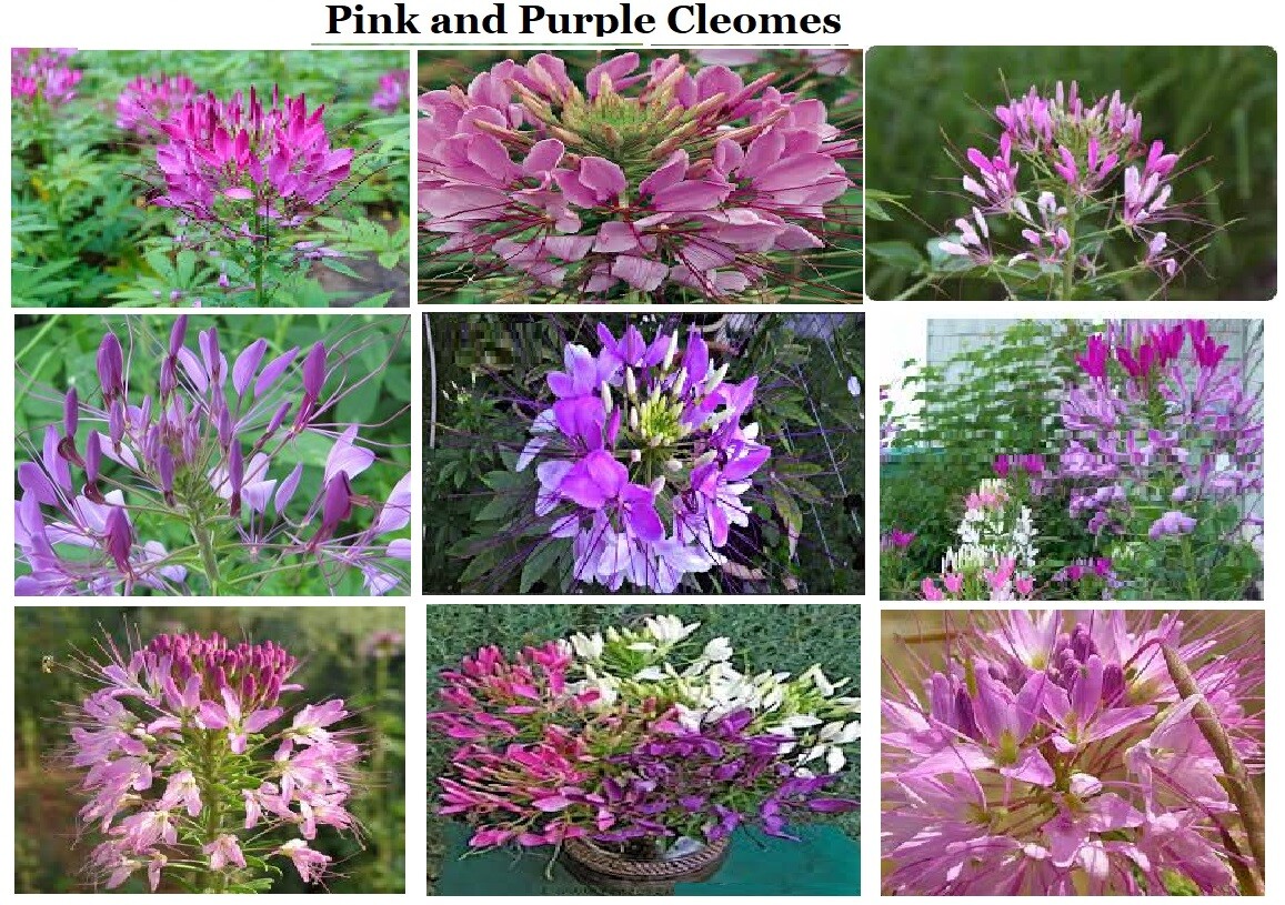 Pink and Purple Cleome Annual Flowers 25 Seeds USA Seller