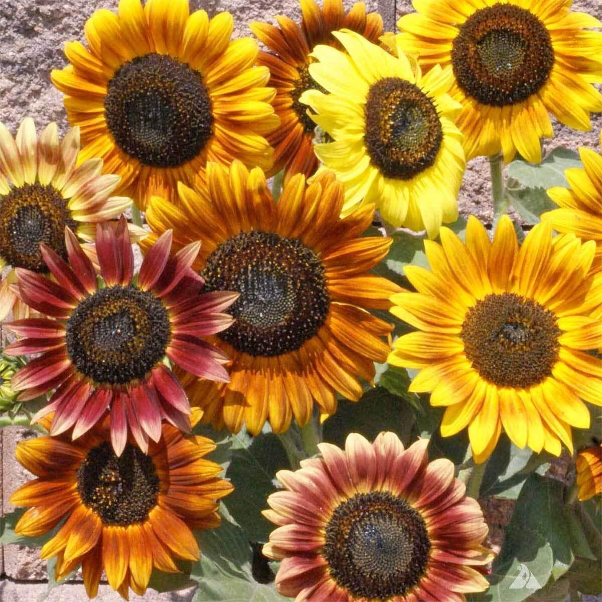 100+ Sunflower Seeds Mix – Crazy Mix – 15+ Varieties, Easy and Fun to Grow