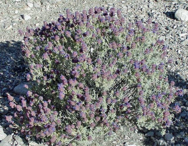 Salvia dorrii v. dorrii | Great Basin Sage | 5 Seeds