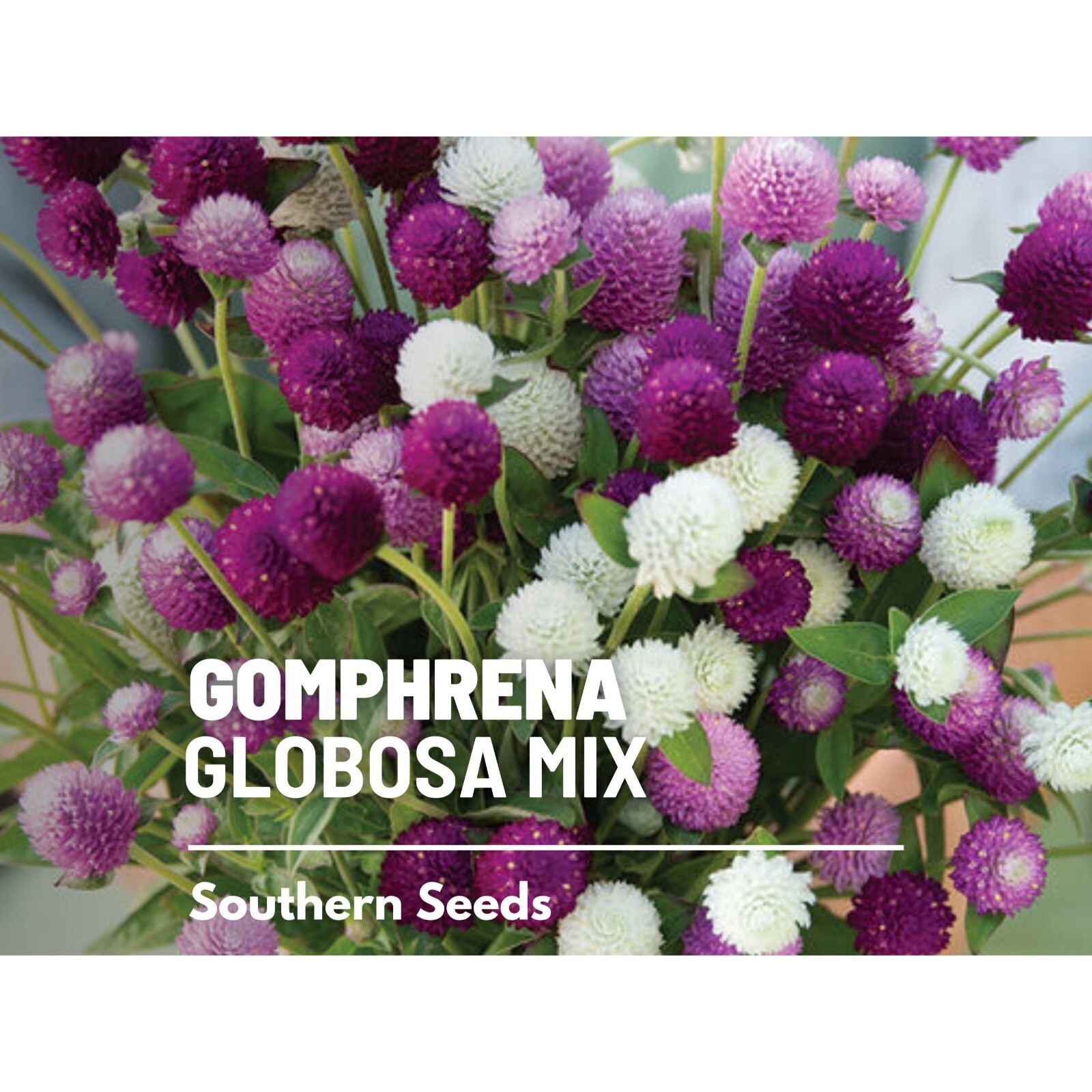 Gomphrena, Globosa Mix – 50 seeds – Heirloom Flower (Gomphrena globosa)