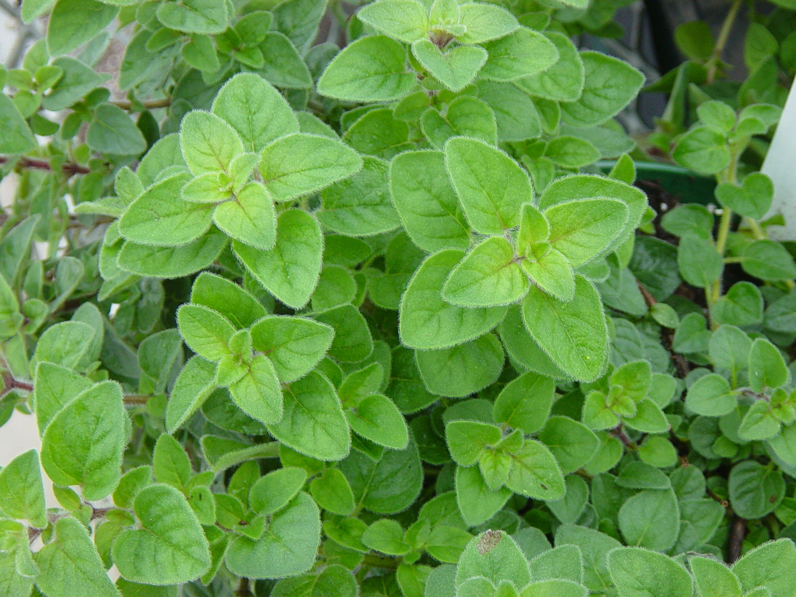 Herb Seed: Italian Oregano 500+ Seeds Fresh Seed