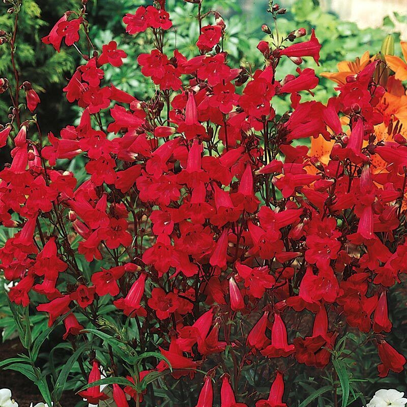 250 EATON’S Penstemon Beardtongue Flower Seeds Firecracker Red Hummingbird