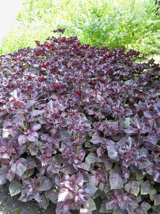 Perilla Frutescens 500 Seeds, Edible Shiso Beefsteak Herb, Vegetable Garden