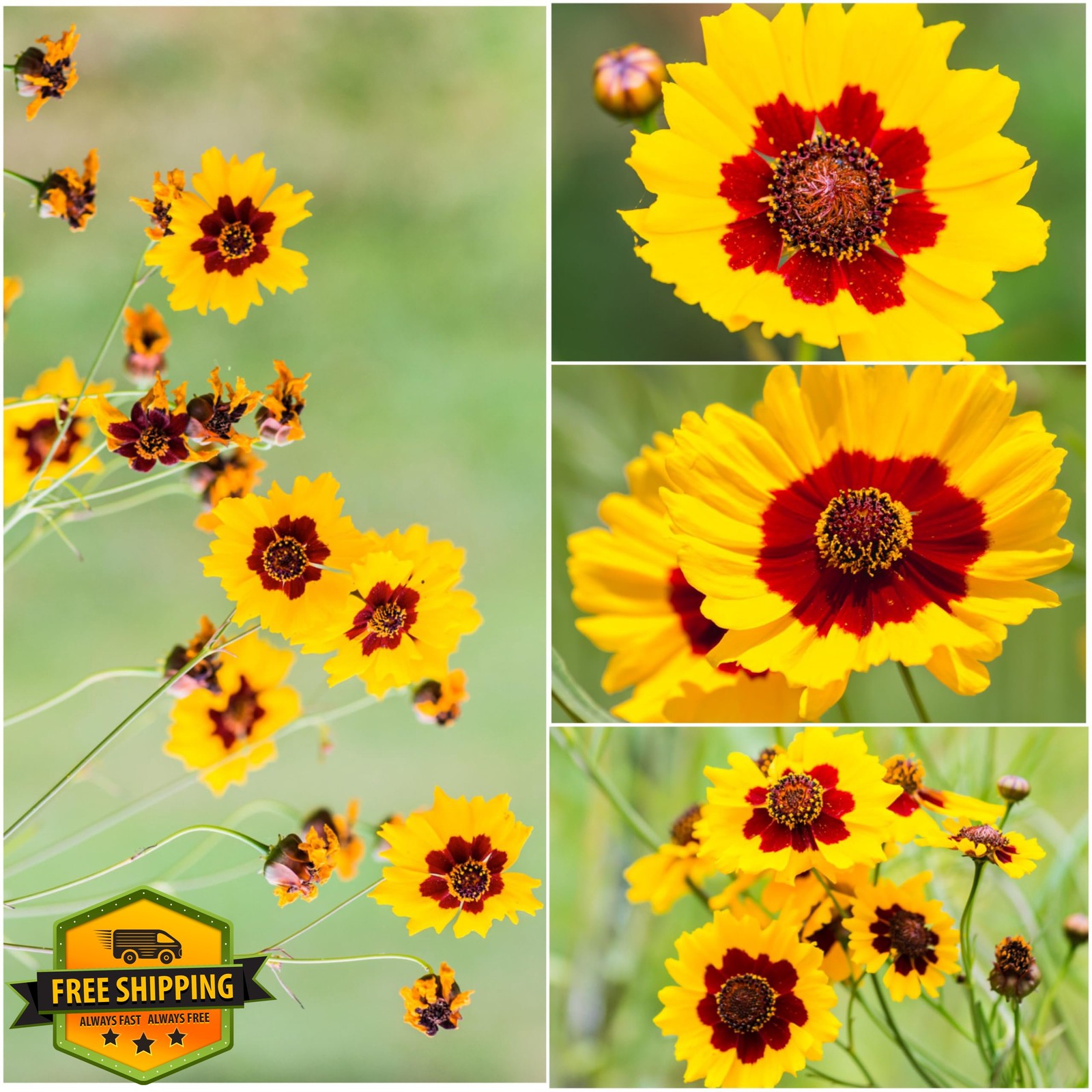 Coreopsis Plains Seeds 1000 Heirloom Annual Wildflower Garden Planting