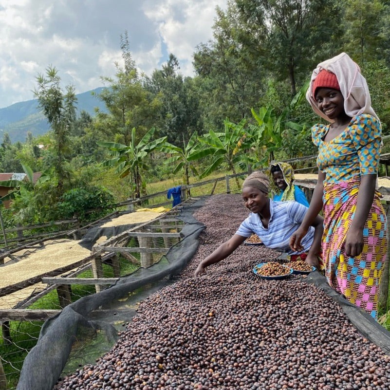 Rwandan Coffee Bean Tree Seeds (25) / Dukunde Kawa Ruli / Extremely RARE