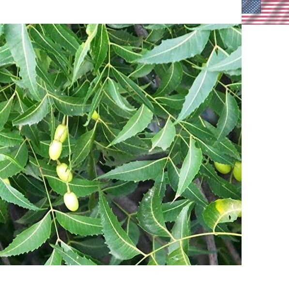 Neem Tree Seeds – Packet of 3 for Lush Indoor & Outdoor Planting