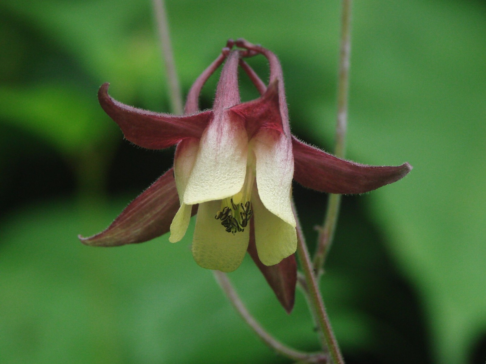 Aquilegia Oxysepala – Oriental Columbine seed