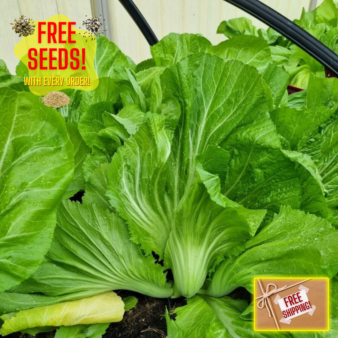 Fresh Gai Choi Gai Choy Asian Mustard Seeds | Heirloom Non-GMO | Asian Vegetable