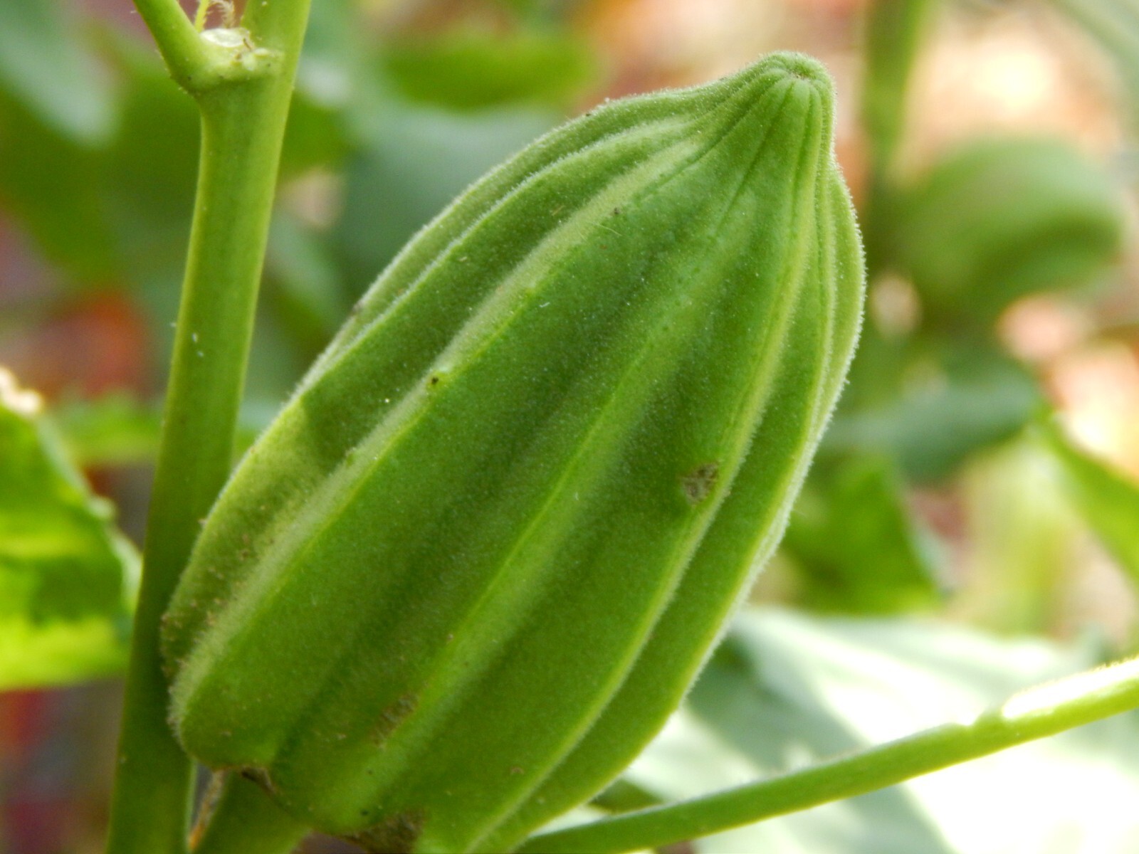 “BIG OKRA” – 25 Fresh Seeds “The Star of David” aka Old Fashioned Okra Heirloom
