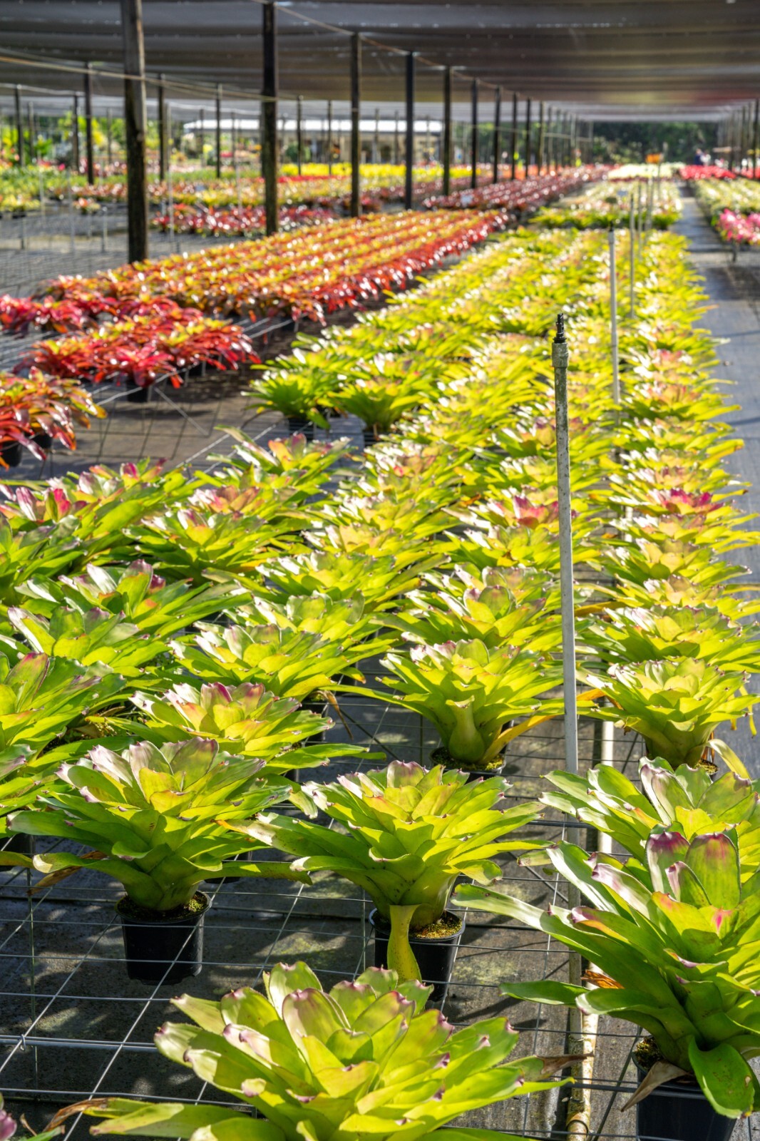 Bromeliad Neoregelia Passion 6″ pot