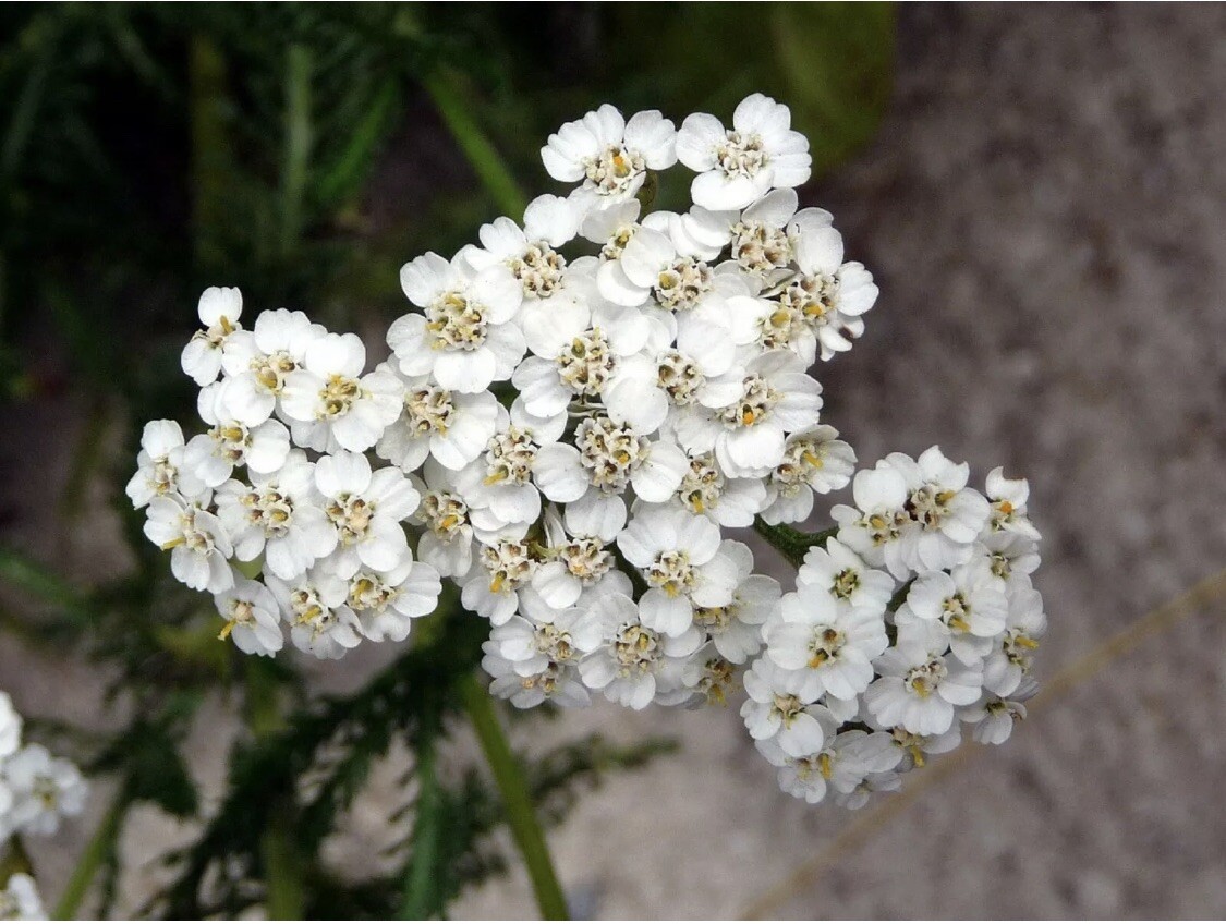 100+ Yarrow Seeds Perennial White Flower Edible Wildflower Medicinal Herb Heirlo