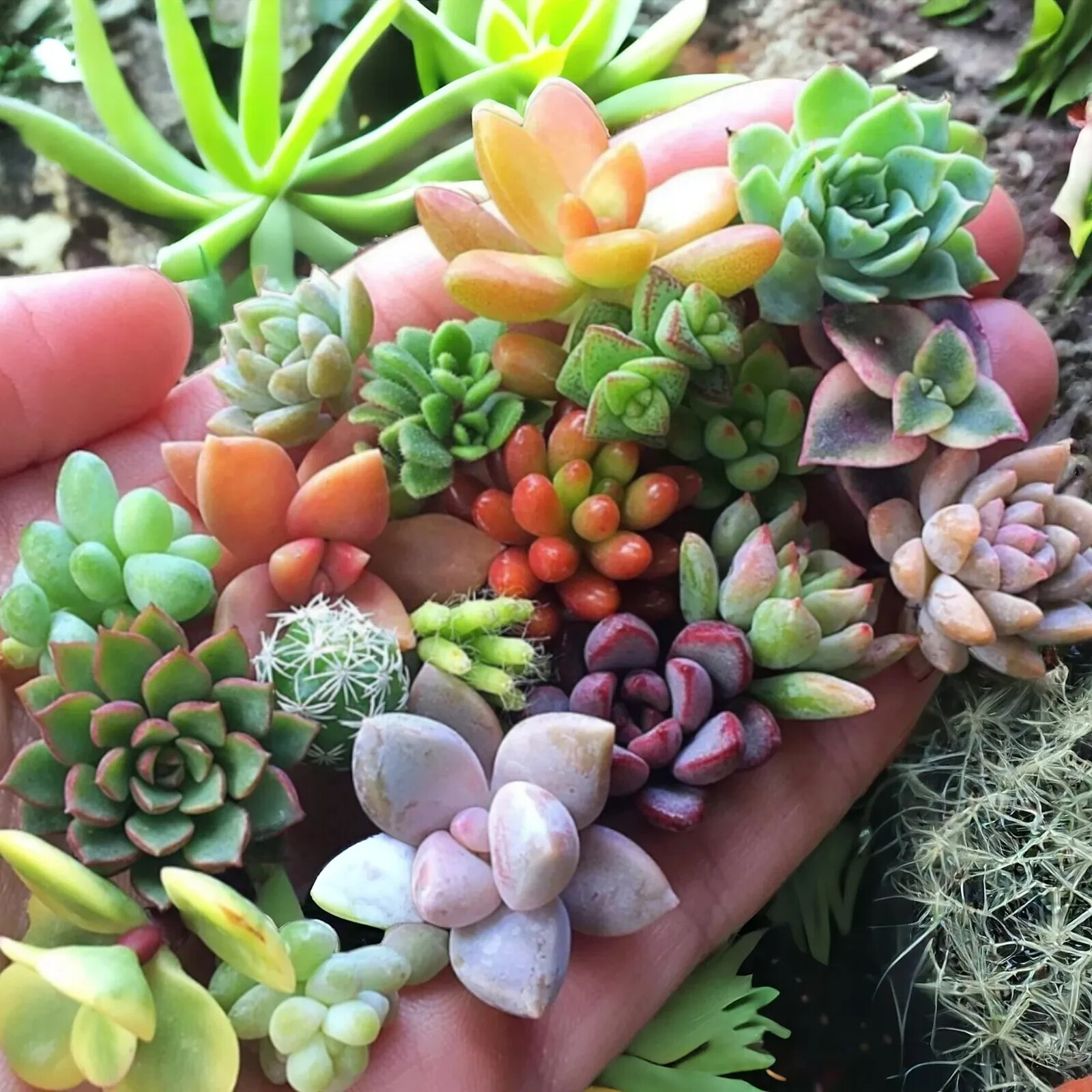 100+ MIXED SEDUM SEEDS – Stonecrop beautiful Succulent groundcover USA FREE SHIP