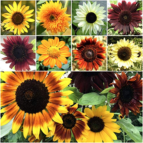 , Bulk Package of 1,000+ Seeds, Sunflower Crazy Mixture 15+ Varieties