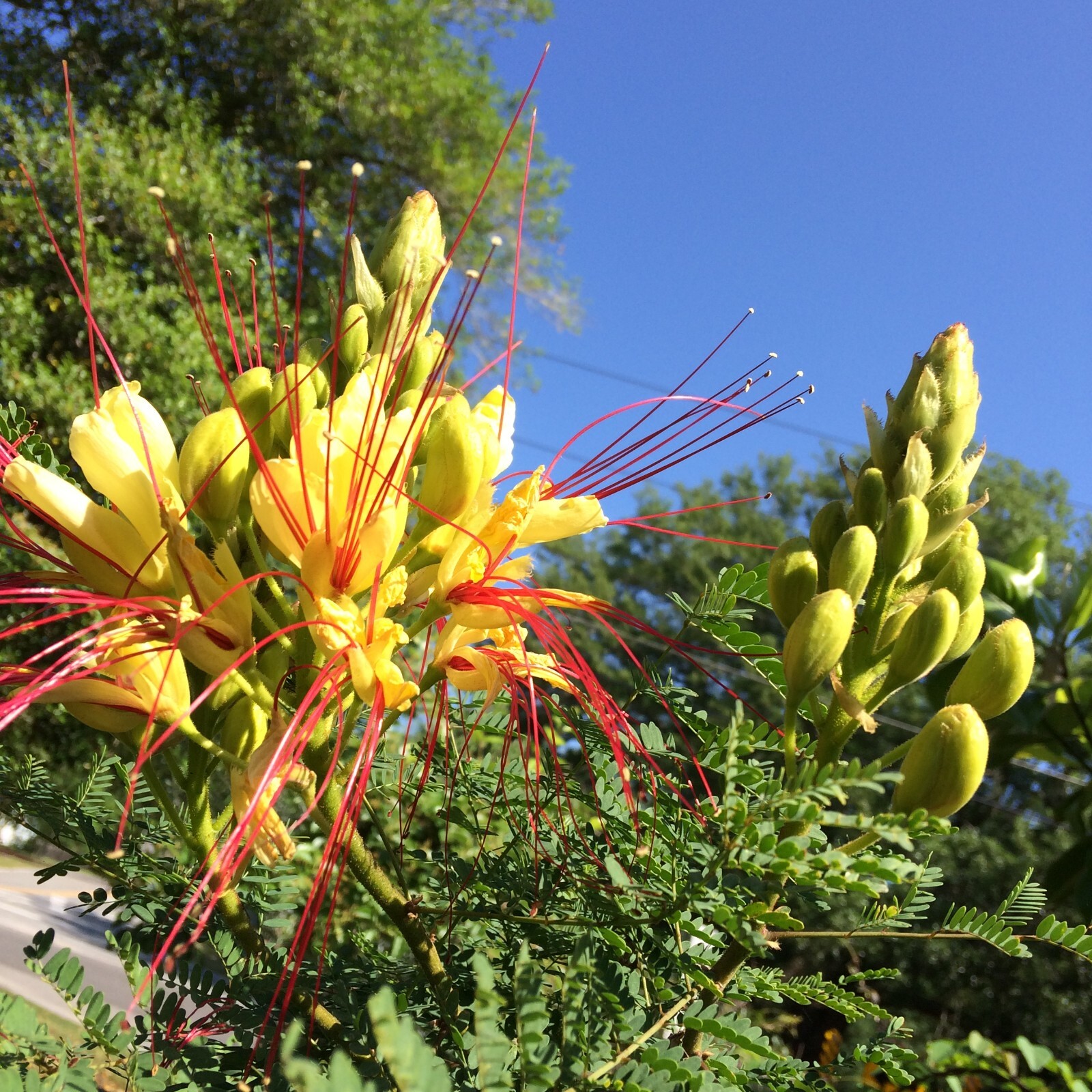 Caesalpinia gilliesii Bird of Paradise Shrub 10 seeds
