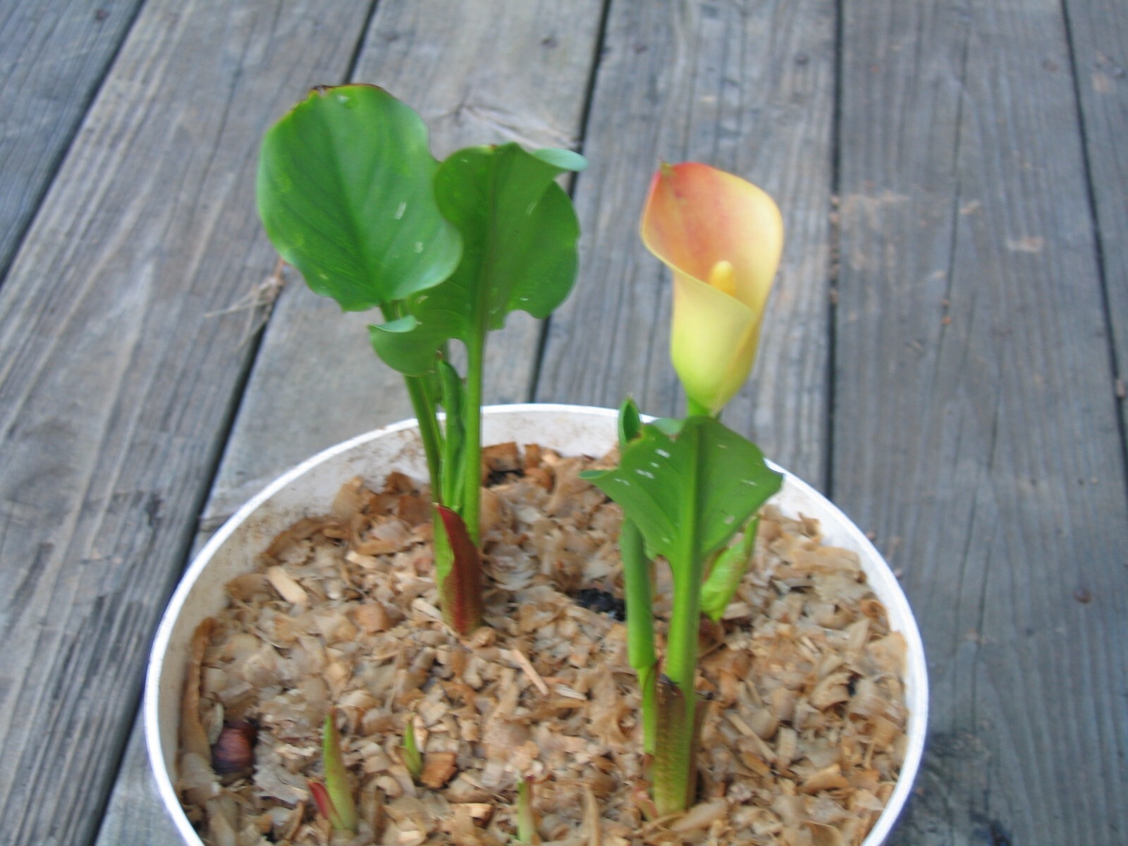 1 Calla Lily (Zantedeschia) Bulb — Yellow Color with Light Red on the Edge