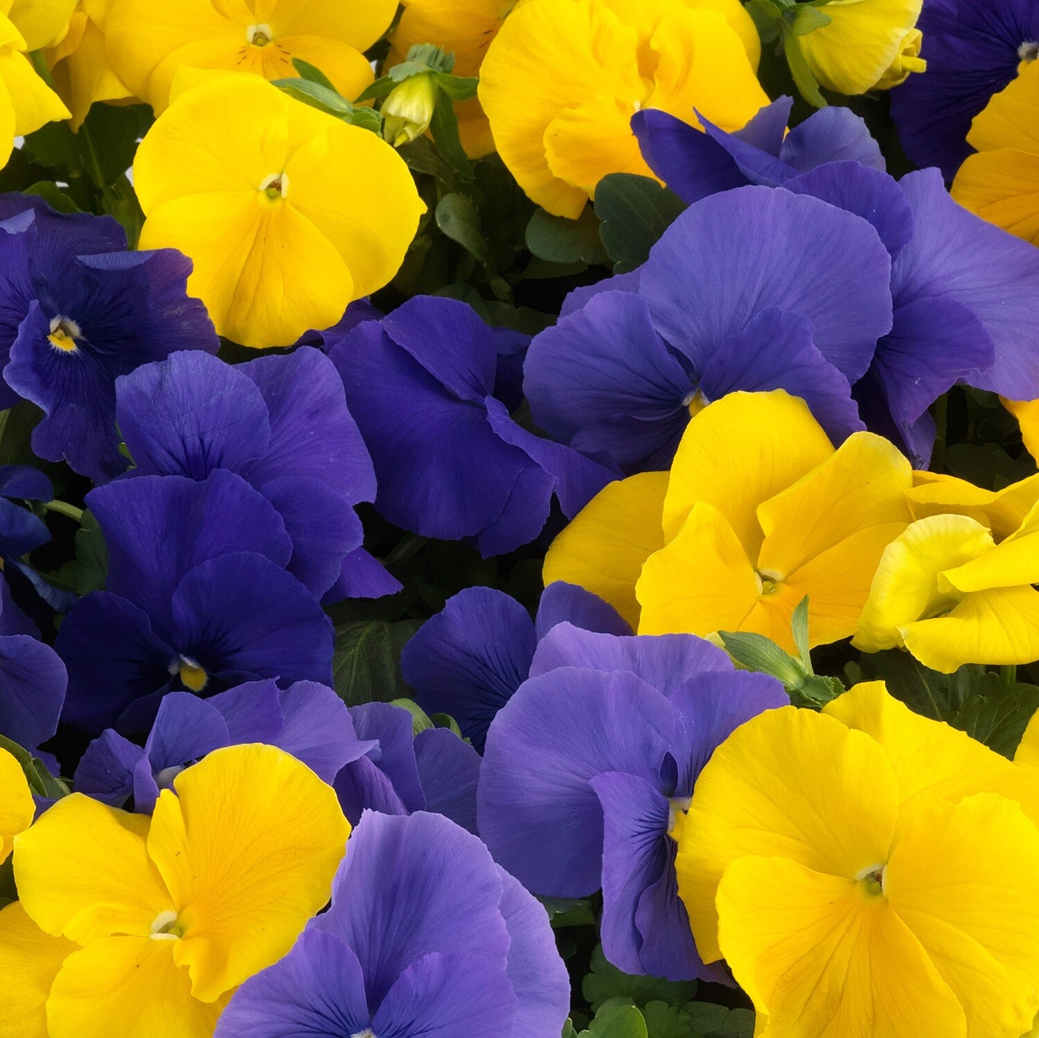 Pansy Seeds Grandio Bright Colors Mix 50 F1 Seeds
