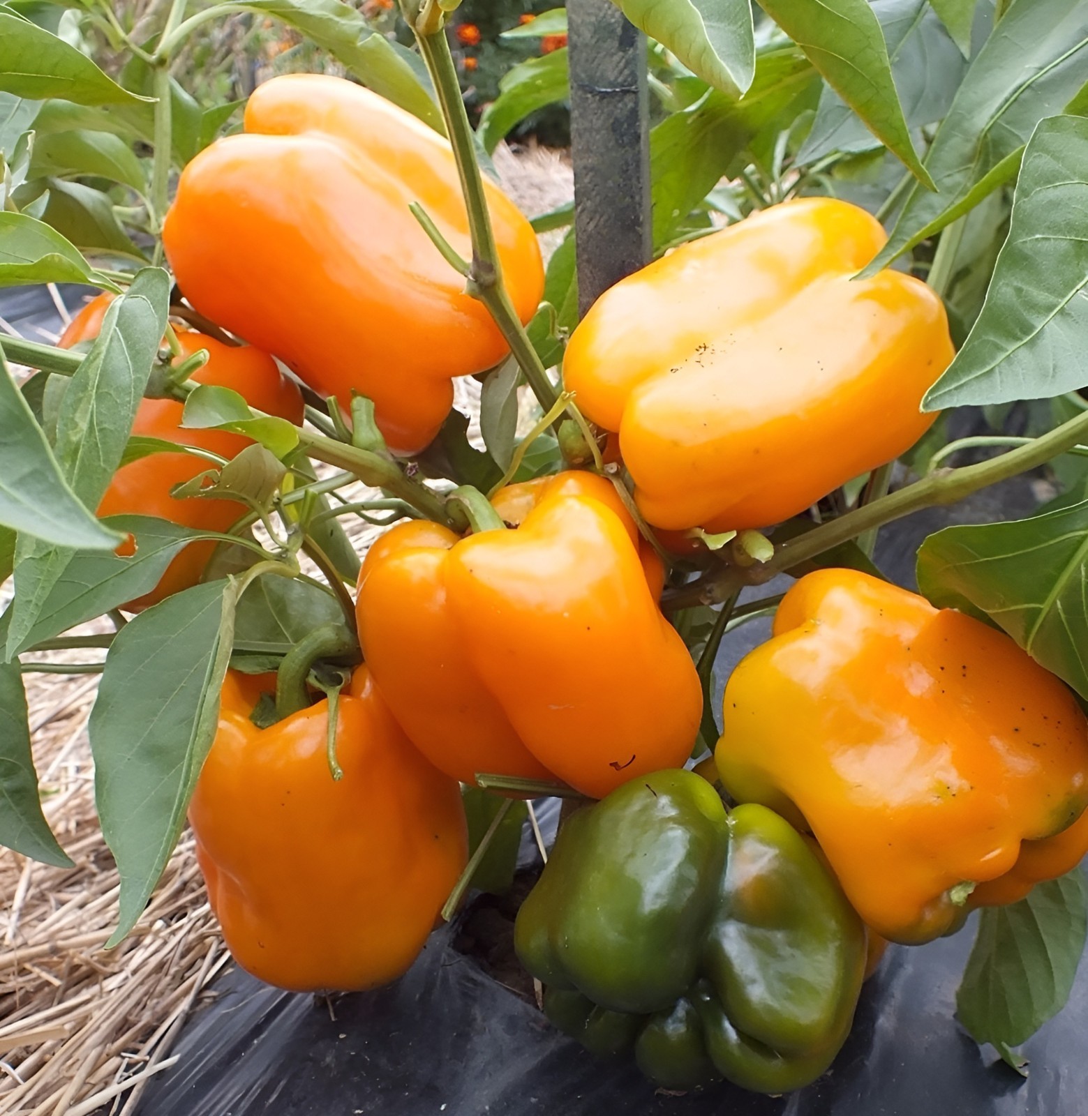 60 Heirloom Giant Orange Sun Bell Pepper Seeds – Largest Heirloom Orange Bell